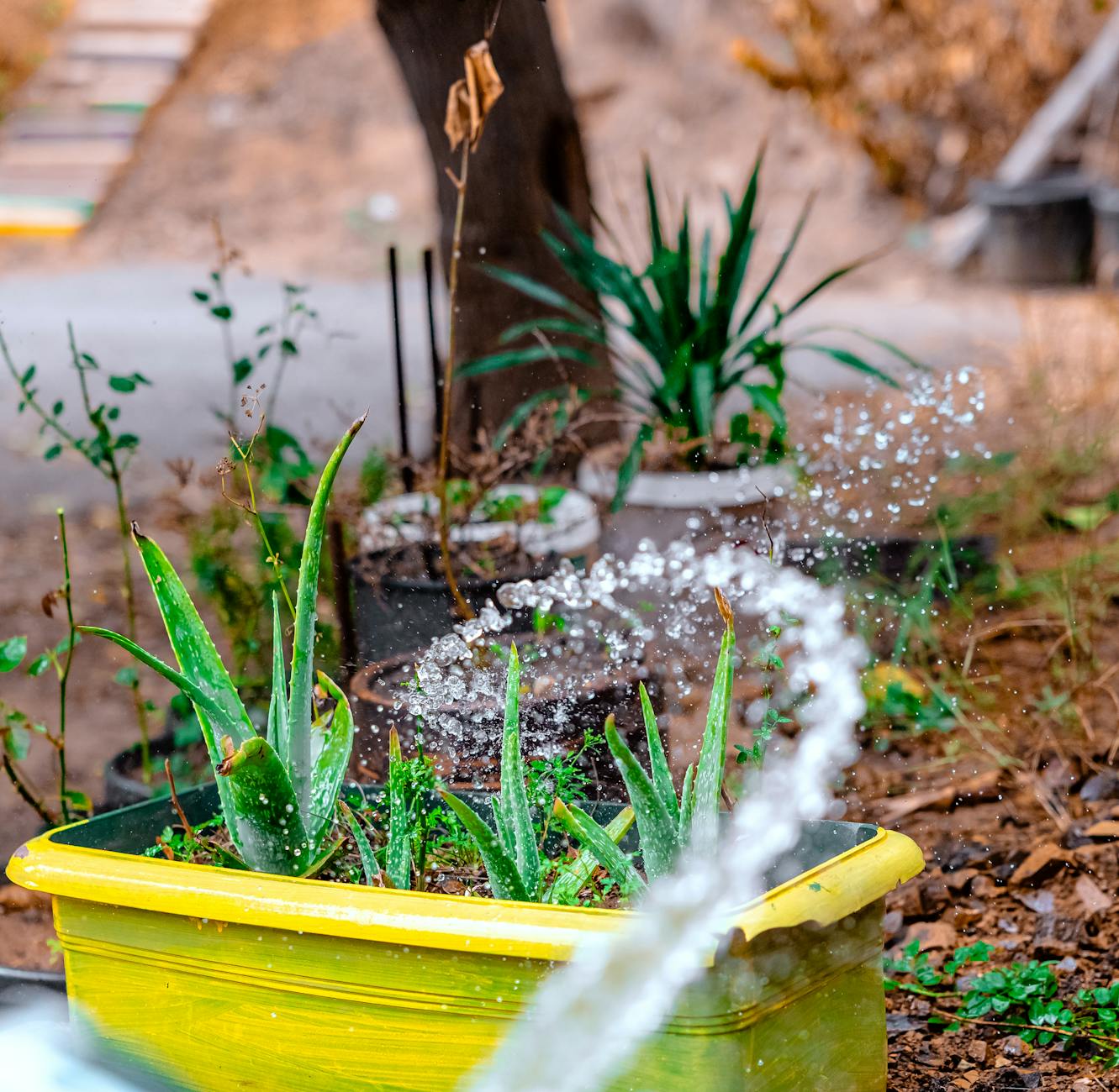 식물 뿌리썩음 원인과 치료법