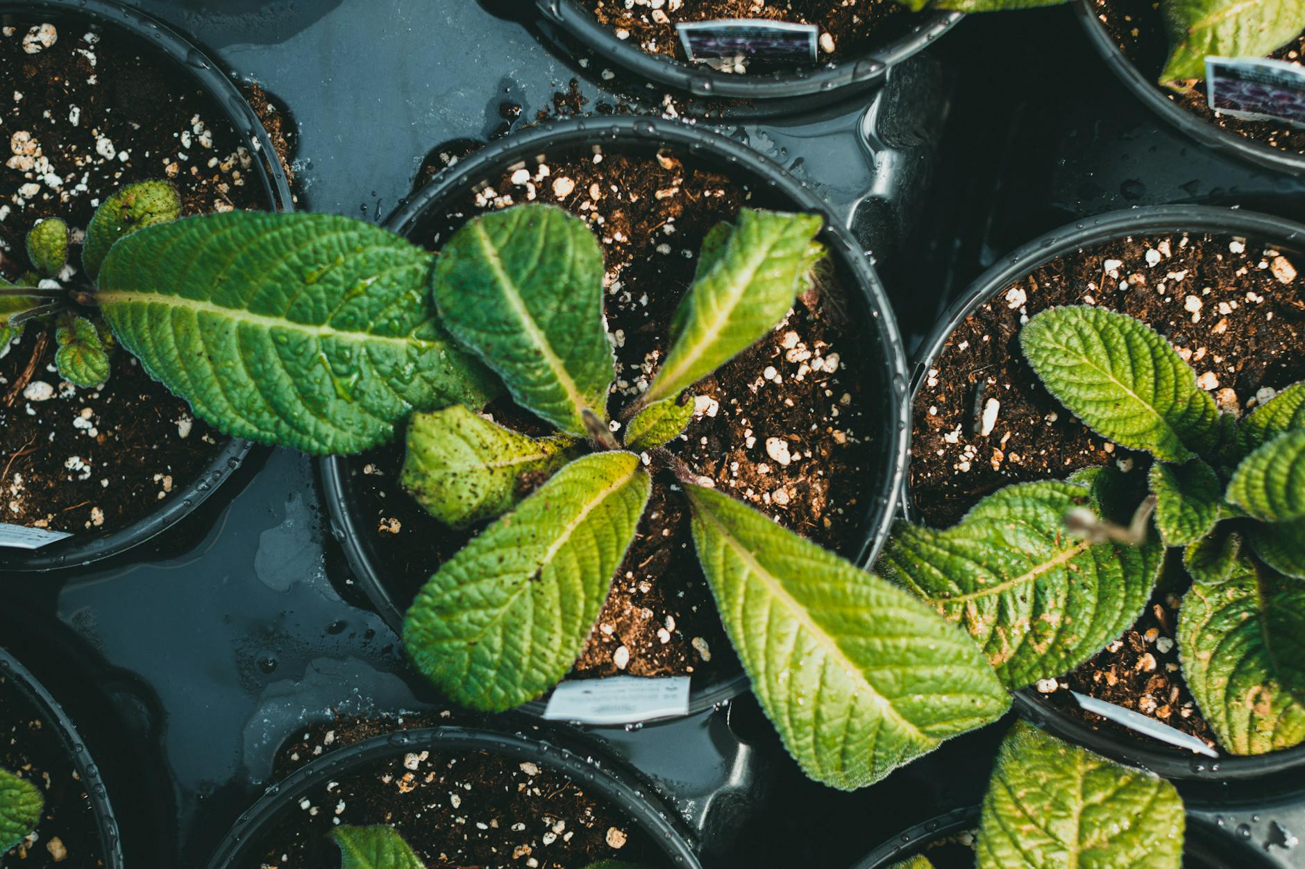 식물 비료 종류와 주는 시기