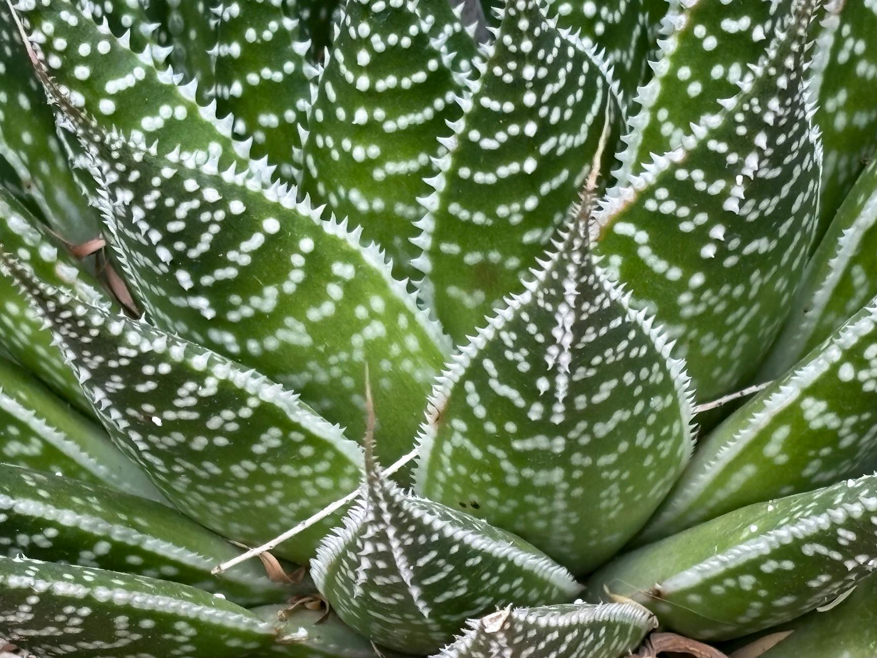 죽지 않는 식물 추천 순위