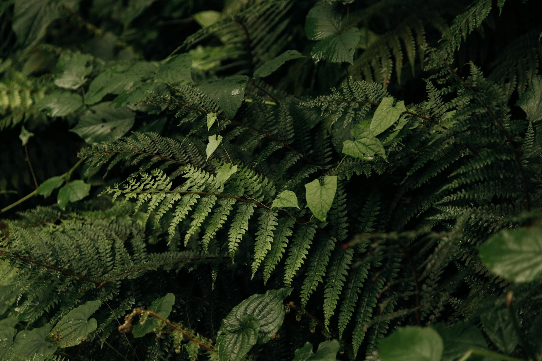 죽지 않는 식물 추천 순위