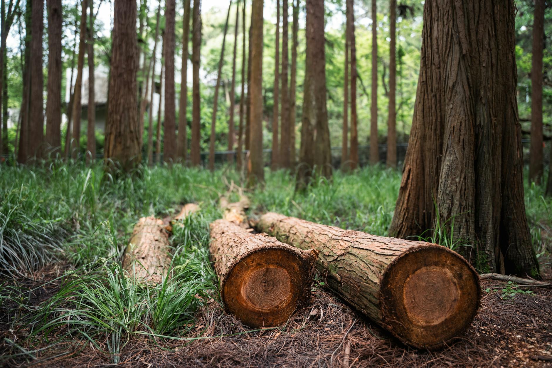 수목 굴취 허가 필요한 경우 정리