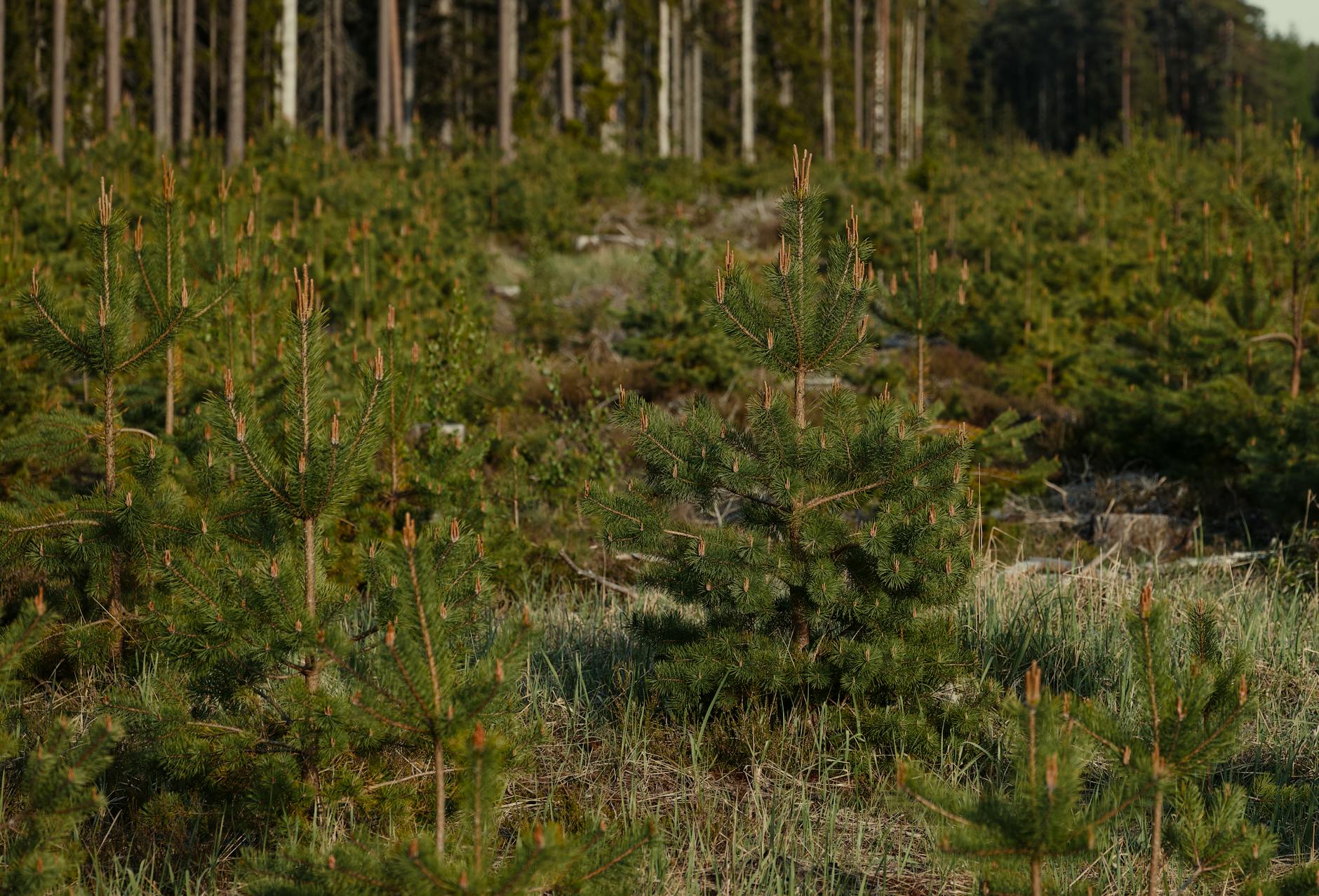 산지전용허가 조경 복구 기준
