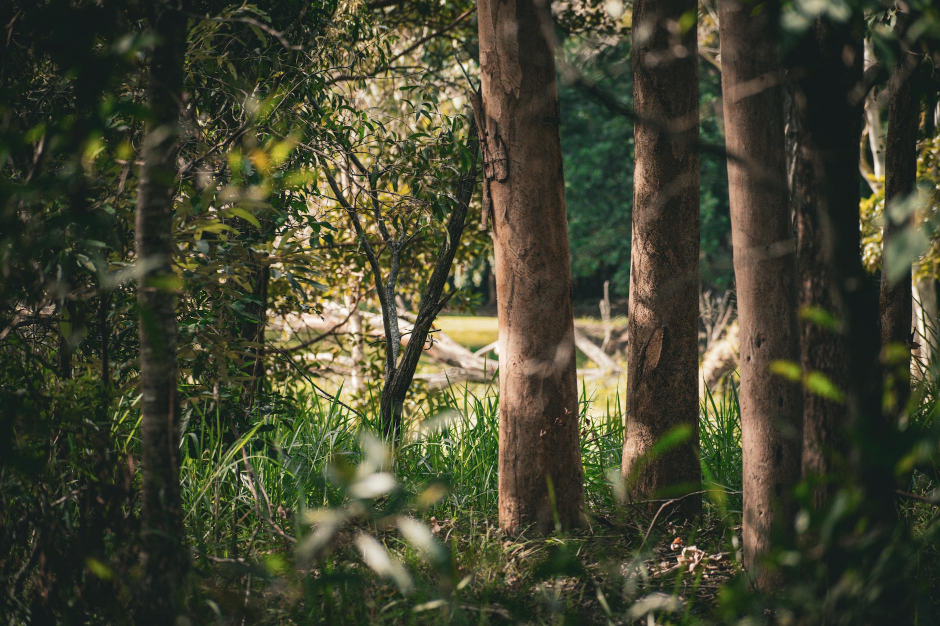 산지전용허가 조경 복구 기준