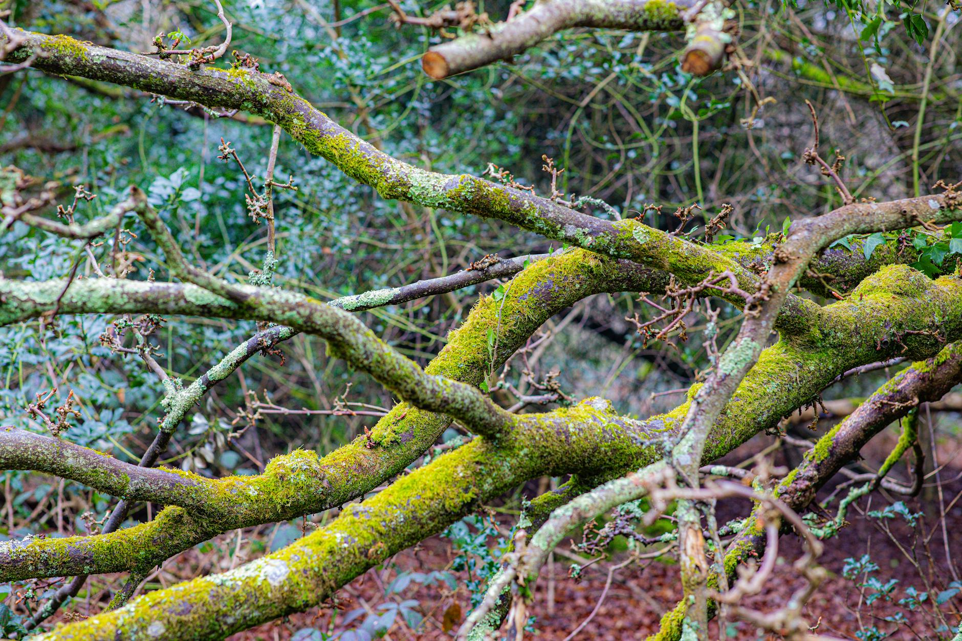 조경 분쟁 발생 시 대처 방법