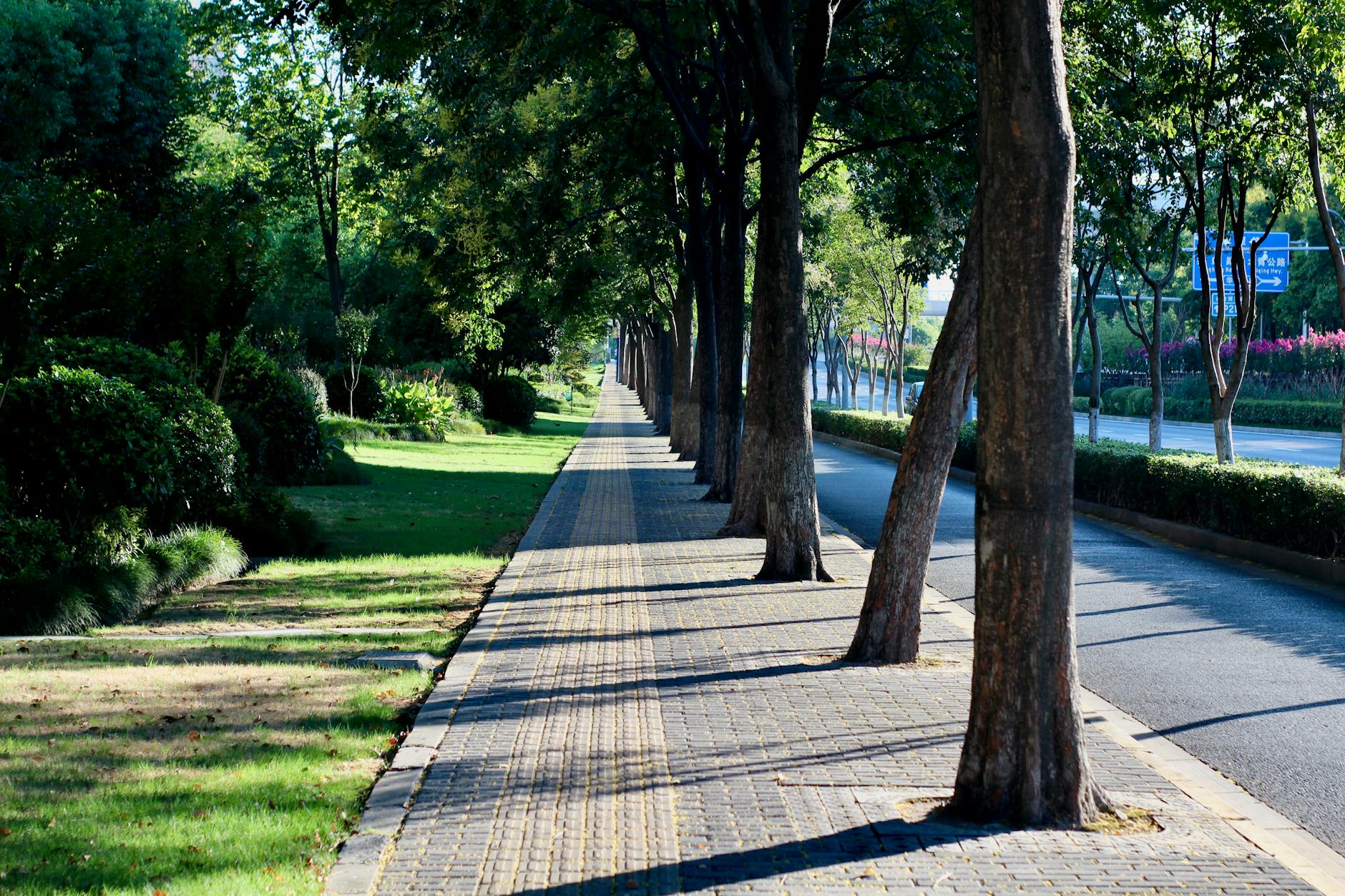 가로수 관리 주체와 민원 처리 방법