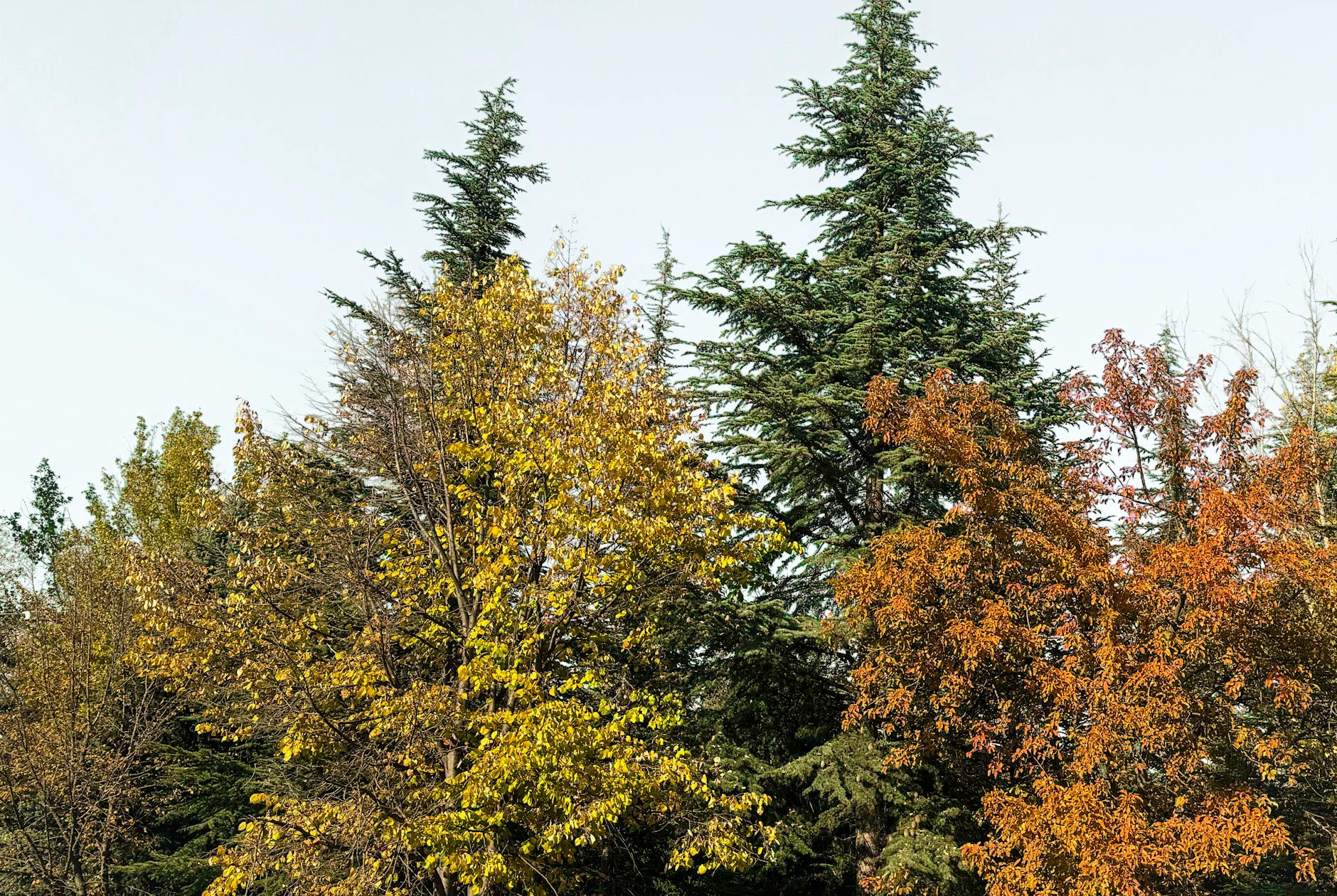 수목 규격 표기법 읽는 방법