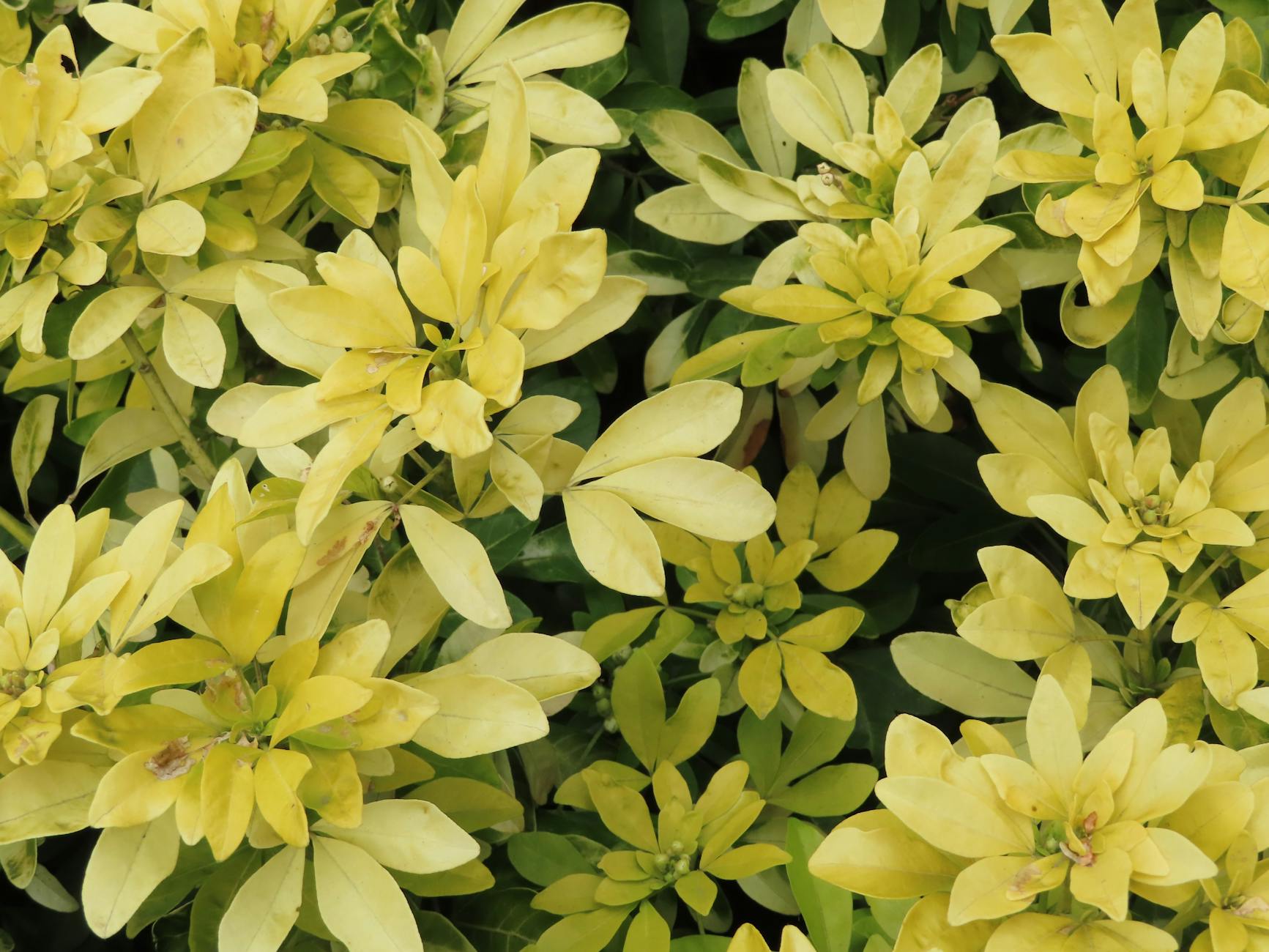 식물 잎이 노래지는 이유와 해결법