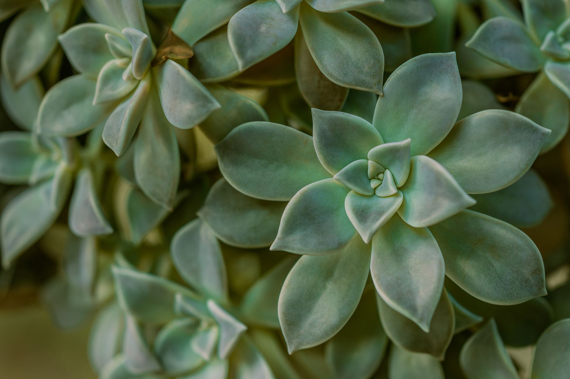 산세베리아 물주기 주기와 관리법